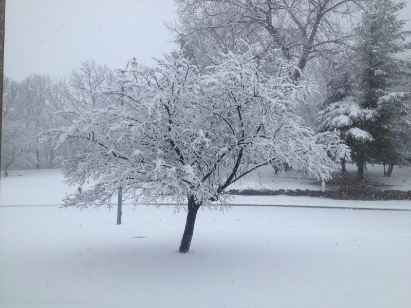 Snow falls on white ground with a bare tree's branches looking like white fingers