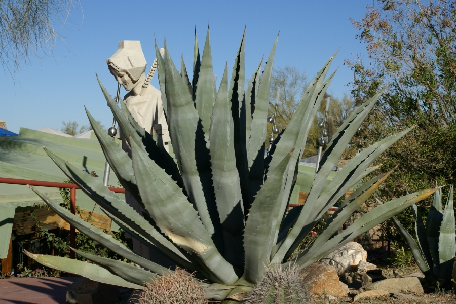 A sculptural figure of white concrete in the stylized form of a woman with a samurai sword stands behind a large agave plant