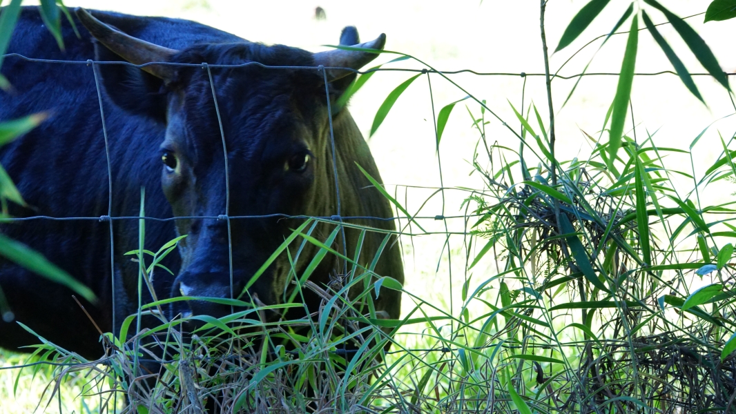 A large, dark cow with big, curious eyes peeking through a wire fence. Tall, green grasses and bamboo stalks frame the scene, creating a sense of mystery and intrigue. You can almost hear the gentle rustle of leaves and the soft munching of the cow as it grazes.