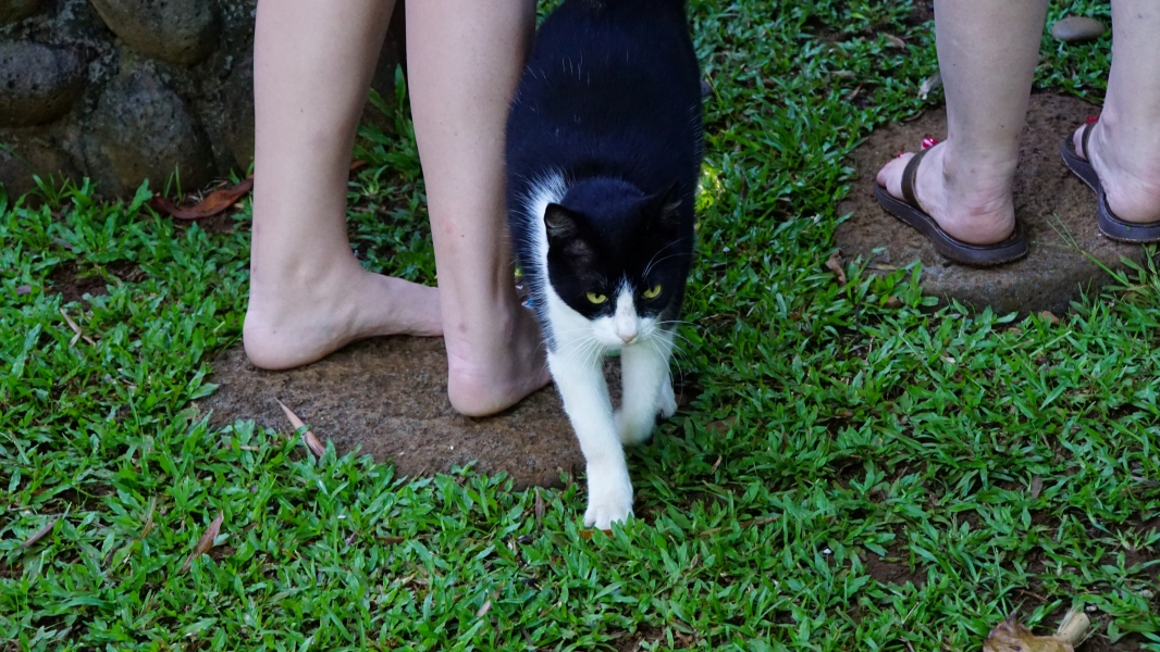 A playful black and white cat with bright yellow eyes walks on a lush green lawn. The cat is rubbing the leg of a bare footed bystander. 