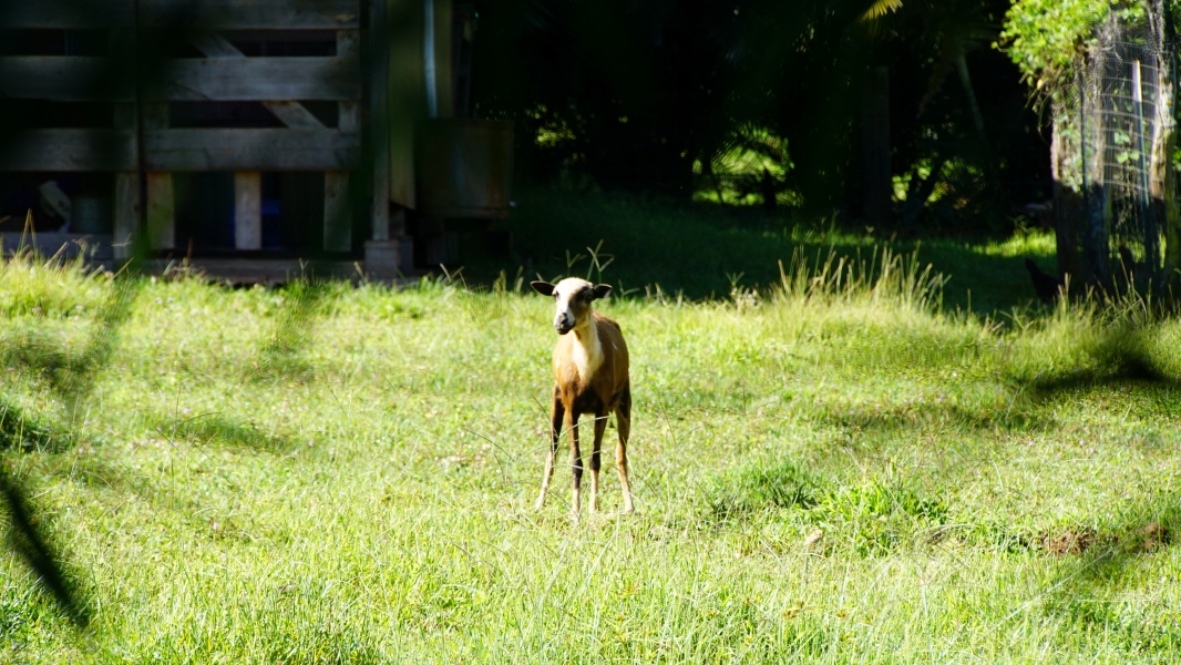 A young goat standing in a field of green grass. The sunlight filters through the trees, casting dappled shadows on the ground. The goat's fur is a warm brown color, and its ears are perked up as it gazes curiously at something in the distance.