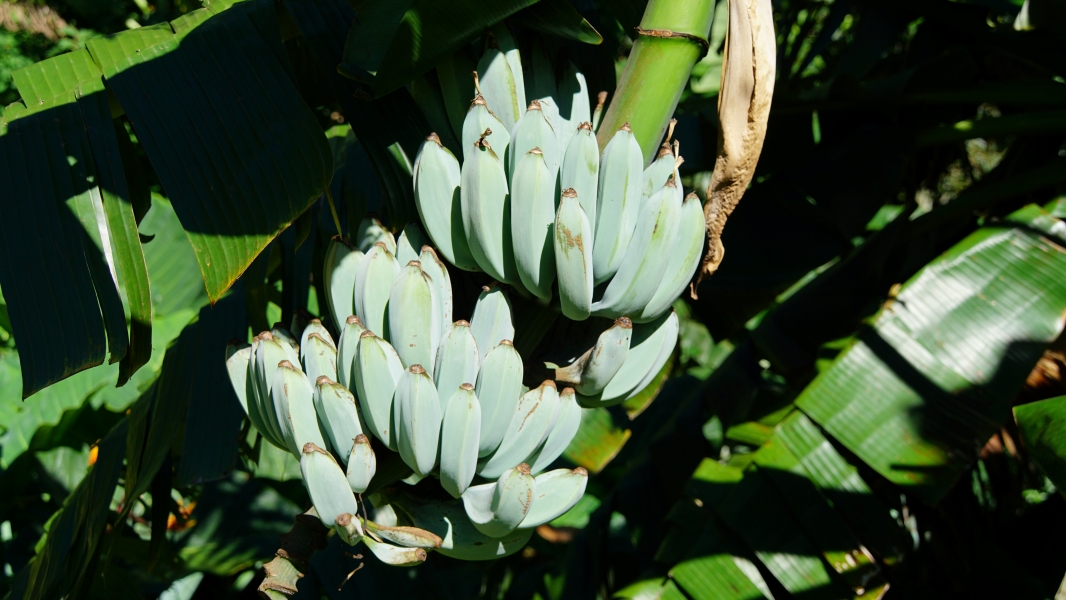 A cluster of plump, pale blue bananas hanging from a banana tree. The bananas are arranged in a tight, curved shape, almost like a flower. Large, green banana leaves provide a lush backdrop to this tropical scene.