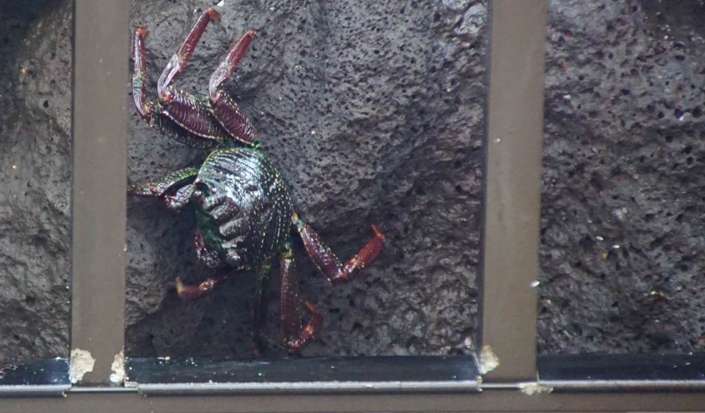 A large, colorful crab clinging to a rough, dark rock on the other side of a post railing. Its shell is a mottled mix of green and black, and its claws are a vibrant red. The crab's eyes are fixed on something in the distance.