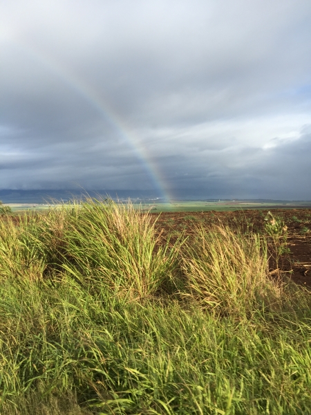 The gentle breeze rustles through the grasses around a brown dirt farm field, bathed in the soft light of early morning on a cloudy day. A rainbow arcs across the horizon, its vibrant colors contrasting with the somber sky.