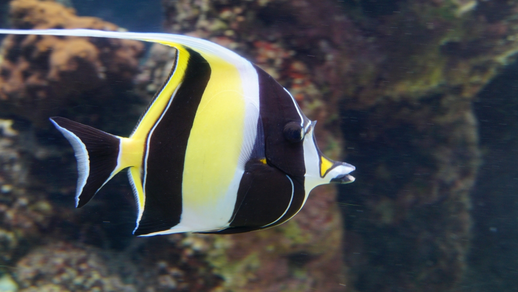 A vibrant fish with a striking pattern of black and white stripes. A splash of bright yellow adds a touch of sunshine to its appearance. The fish gracefully glides through the water, its long, flowing fins swaying with each movement.