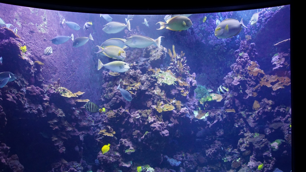 Beyond the curved glass of an aquarium wall, a bustling underwater world teeming with life. Schools of colorful fish dart among vibrant coral reefs, their scales shimmering in the sunlight that filters through the water. 