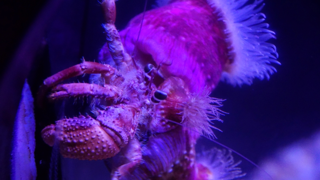A vibrant scene of a tiny hermit crab, its body a striking shade of pink. It's carrying a shell adorned with feathery, purple tentacles, like a miniature garden on its back. The crab's small, beady eyes peer out from its shell, curious about the world around it.