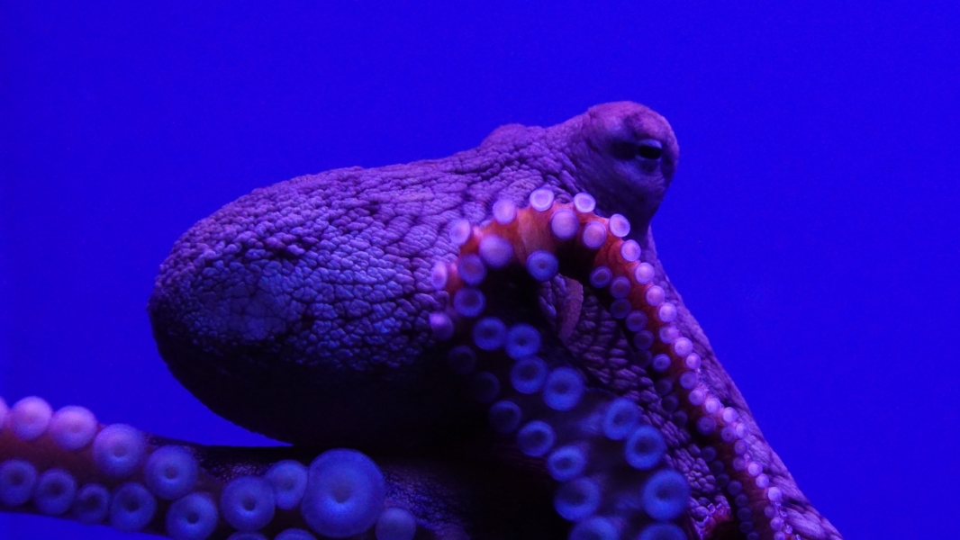 The head and two arms of a large, bulbous creature with eight long, flexible arms. The arms are covered in tiny suckers that create a mesmerizing pattern. The octopus's skin is a mottled blend of brown and purple, blending with the deep blue background.