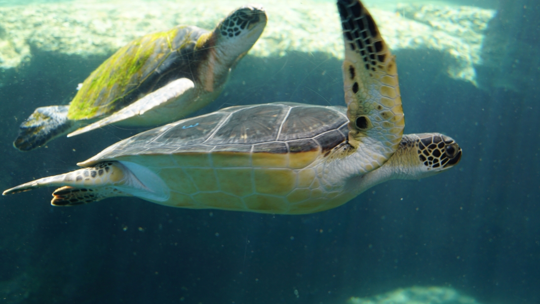 Two graceful sea turtles gliding through crystal-clear water. Their smooth, hard shells are a mottled green and brown, and their flippers move rhythmically as they navigate the underwater world. The gentle sway of the water and the soft glow of sunlight filtering through create a serene and peaceful atmosphere.