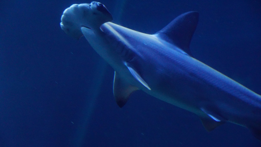 A large, sleek shark with a distinctive head shape. Its head is flattened and widened, resembling a hammer. The shark's body is a dark, metallic blue, and its skin feels smooth and slightly rubbery.