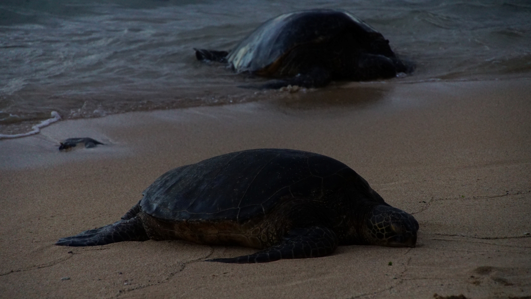 Two large sea turtles move outo f the water onto a sandy beach. The gentle lapping of waves against the shore creates a soothing background noise. In the dusk light, the turtles' dark shells and flippers are visible against the lighter sand.