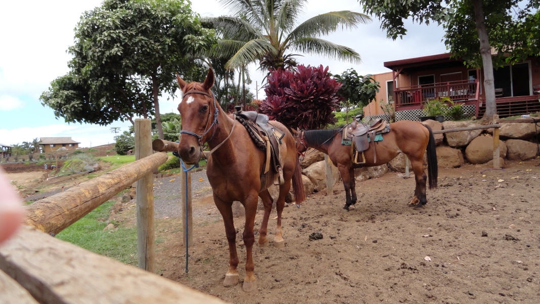 Two beautiful horses standing in a corral, waiting patiently. One horse is a warm chestnut color, while the other is a darker shade of brown. Both horses are saddled and ready for a ride, with lush tropical greenery and a cozy cabin in the background.