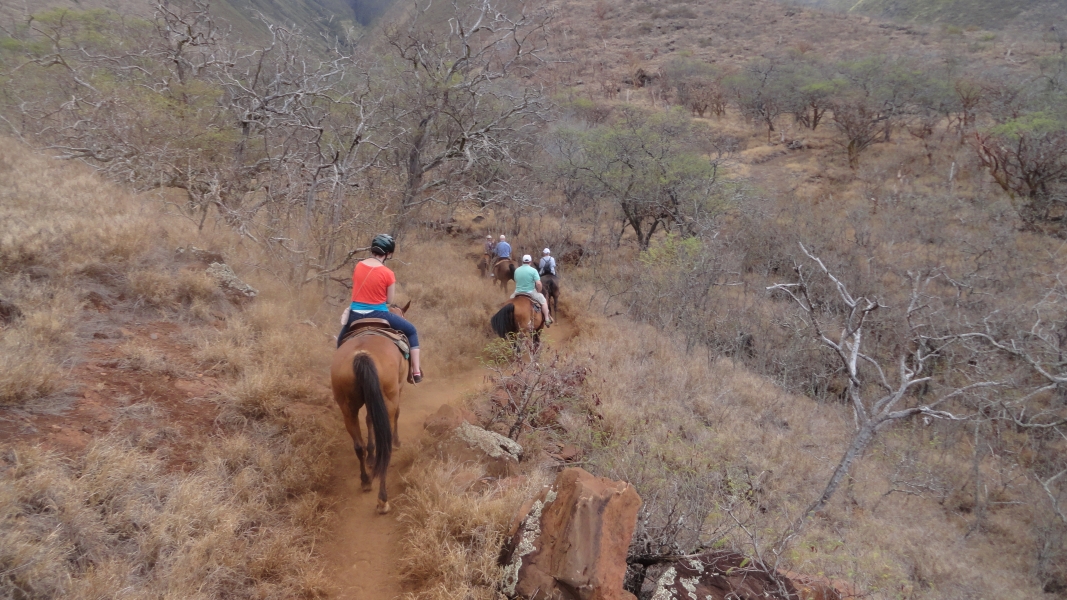 Riders on horses move in a line along a narrow dirt track heading up a valley amongst scrubby trees with light green foliage.
