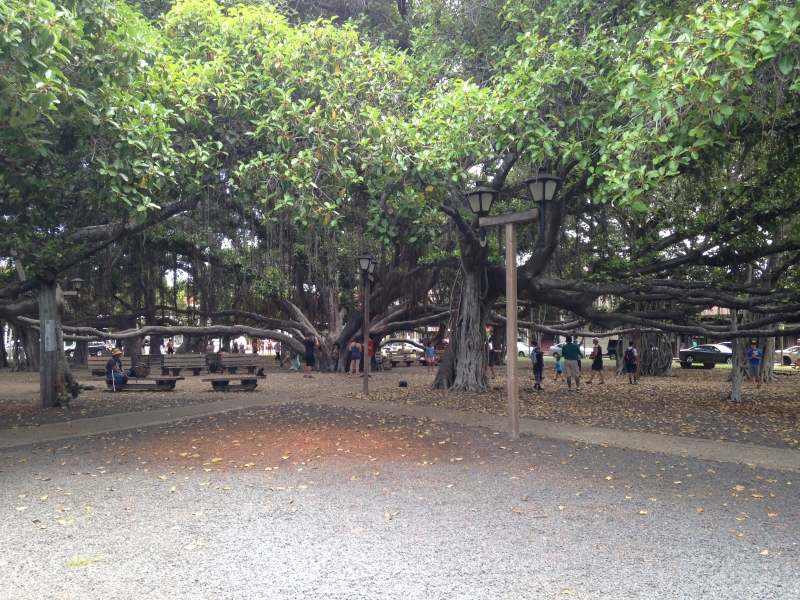 A massive banyan tree with sprawling branches that create a canopy overhead. The tree's roots twist and turn, forming intricate patterns on the ground. People are gathered beneath the tree, enjoying the shade and the peaceful atmosphere.