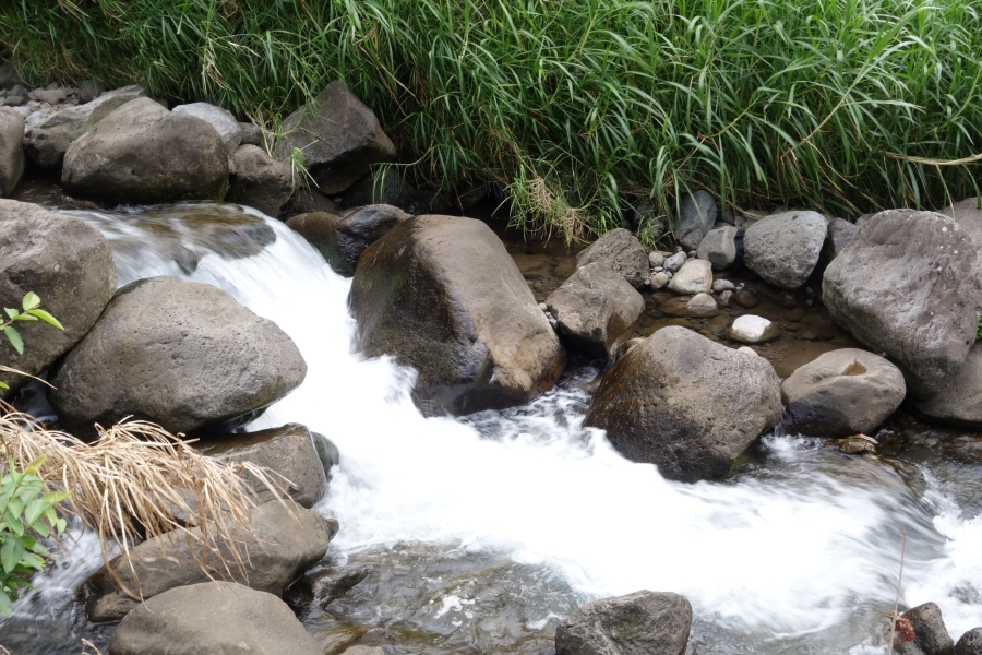 A small stream rushing over smooth, rounded rocks. The water is clear and sparkling, and you can almost hear the gentle gurgle as it flows over the stones. Lush green vegetation lines the banks of the stream, creating a peaceful and serene atmosphere.