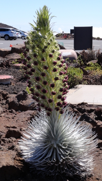 A unique plant with a tall, silvery-white base that resembles a pineapple. From its center, a vibrant stalk rises, adorned with clusters of small, purple flowers. This rare and endangered plant, known as the silversword, thrives in the harsh volcanic environment of Mauna Kea.