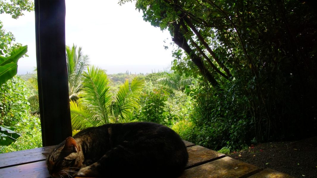 A peaceful scene of a tabby cat curled up on a wooden deck, basking in the warm sunlight that filters through the lush foliage. Beyond the deck, a vibrant tropical landscape unfolds, with swaying palm trees and a distant ocean horizon.