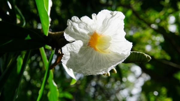 A delicate white flower with a bright yellow center, nestled amidst a backdrop of lush green leaves. The flower's petals are soft and ruffled, creating a beautiful contrast against the vibrant greenery.