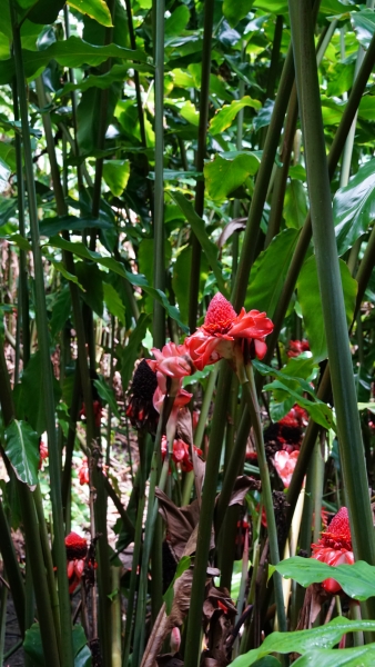 A vibrant tropical garden filled with lush greenery. Towering stalks, topped with vibrant red flowers resembling pineapples, stand tall amidst the foliage. The air is filled with the sweet fragrance of the blossoms and the sounds of rustling leaves.