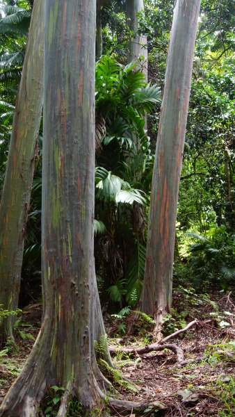 In a vibrant forest, trees with gray-brown bark are striped with hues of green, blue, orange, and red, creating a stunning visual spectacle.