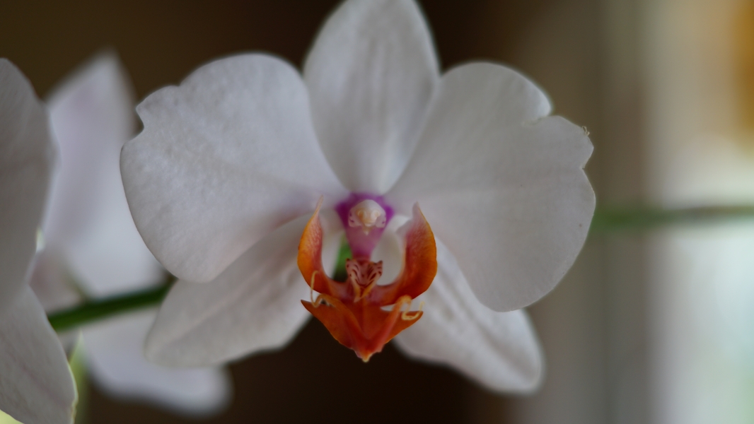 A delicate white orchid flower with a vibrant orange center. The petals are smooth and silky, and the flower's intricate details are highlighted by the soft light.