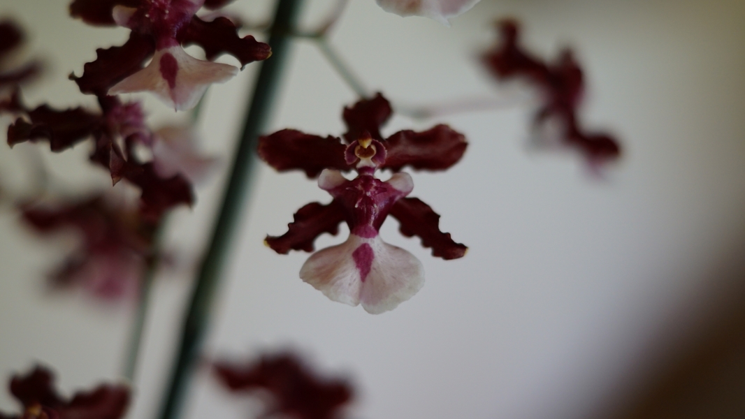 A cluster of vibrant orchids hanging gracefully from a stem. The flowers are a striking combination of deep burgundy petals with a unique white and purple pattern in the center. The intricate details of the flower's shape and color create a beautiful and exotic display.
