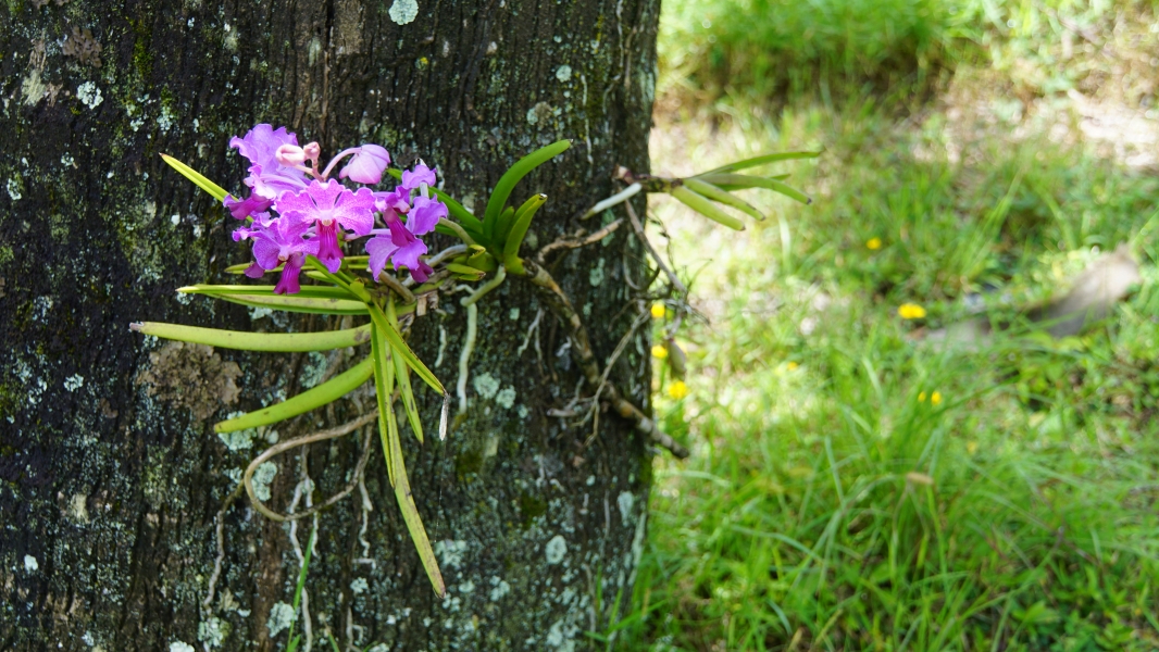 A vibrant orchid clinging to the rough bark of a tree. The orchid's delicate purple flowers contrast beautifully with the dark, textured bark. The plant's aerial roots dangle freely, reaching towards the moist air and sunlight.