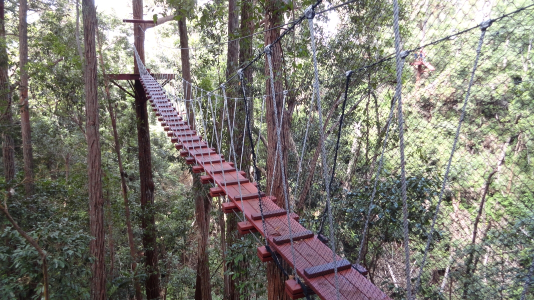 A wooden walkway suspended high above the forest floor, with a network of ropes and cables for support. The walkway winds through a canopy of lush green trees, offering a bird's-eye view of the forest below. You can almost feel the gentle sway of the structure and the cool breeze rustling through the leaves.