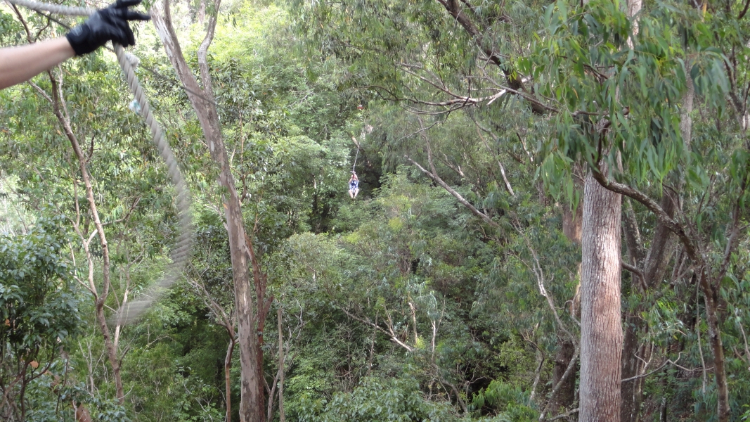 A person is suspended on a zip line, soaring through the air above a dense forest. The sound of rushing wind and the feeling of weightlessness must be exhilarating.