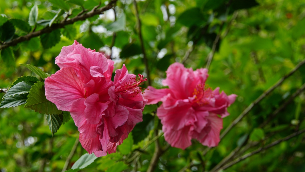 Two vibrant pink hibiscus flowers blooming on a lush green bush. The flowers have delicate petals that are soft and ruffled, with a prominent red center. 