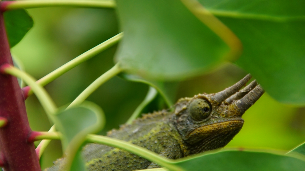 A small, green chameleon perched on a branch, its body blending seamlessly with the surrounding leaves. The chameleon's distinctive horns and bulging eyes give it a unique and intriguing appearance.