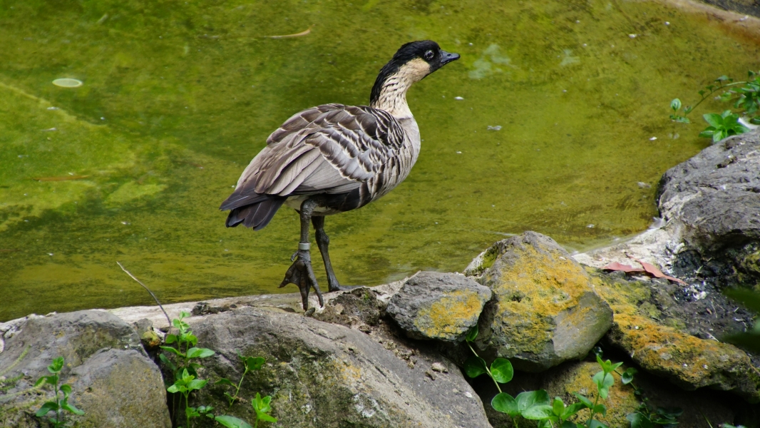 A Nene, Hawaii's state bird, standing on a rocky ledge near a pond. Its feathers are a mix of gray and black, and its head is adorned with a distinctive black cap. The Nene's long neck and bright orange legs are visible as it gazes out at the water.