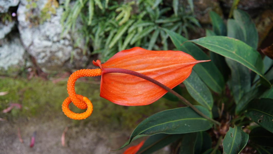 A vibrant orange flower with a unique shape. Its large, heart-shaped petal curves gracefully, and a bright yellow, spiraled spadix emerges from its base. The flower stands tall against a backdrop of lush green leaves, creating a striking contrast.