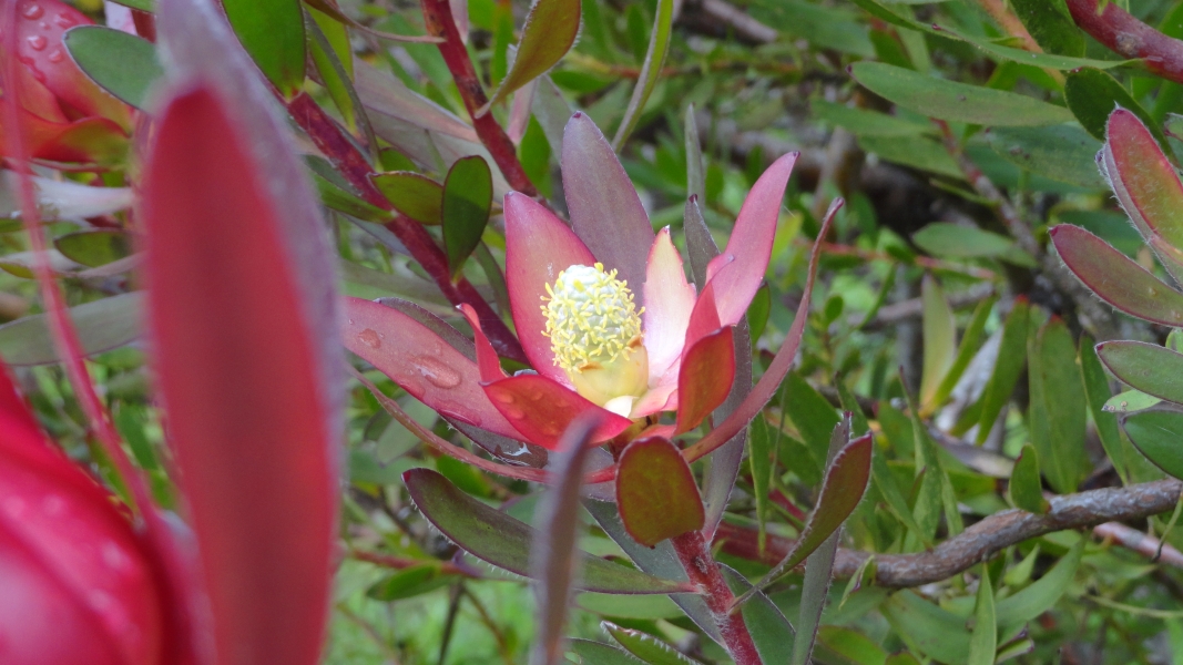 A vibrant red flower with a unique shape. Its petals are long and slender, radiating outwards from a central cluster of yellow stamens. The flower is surrounded by lush green leaves, creating a striking contrast against the vibrant red color.