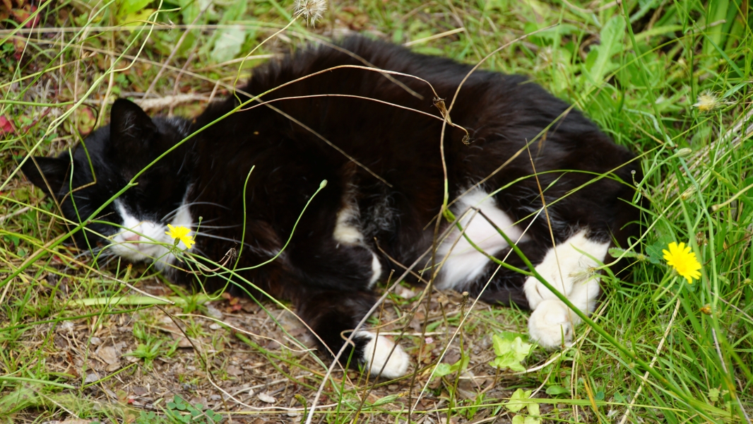 A black and white cat curled up and sleeping peacefully in a patch of tall grass. The cat's white paws and chest are visible, and a few small yellow flowers peek through the grass nearby.