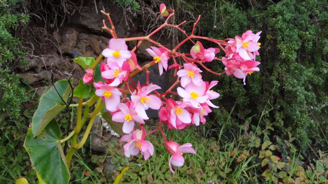 A cluster of delicate pink flowers with bright yellow centers. The flowers are arranged in a cascading display, creating a beautiful and vibrant scene. The flowers are surrounded by lush green foliage, creating a sense of tranquility and natural beauty.