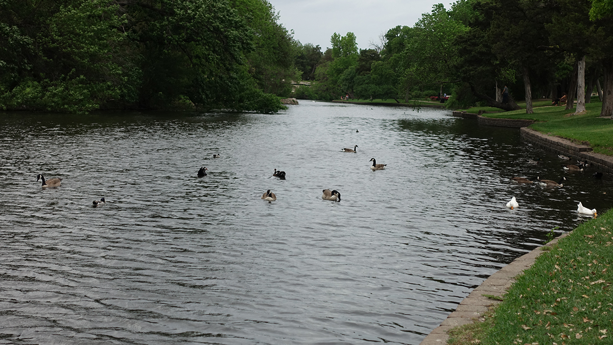 Several kinds of ducks in a small lake edged by a short retaining wall and green grass