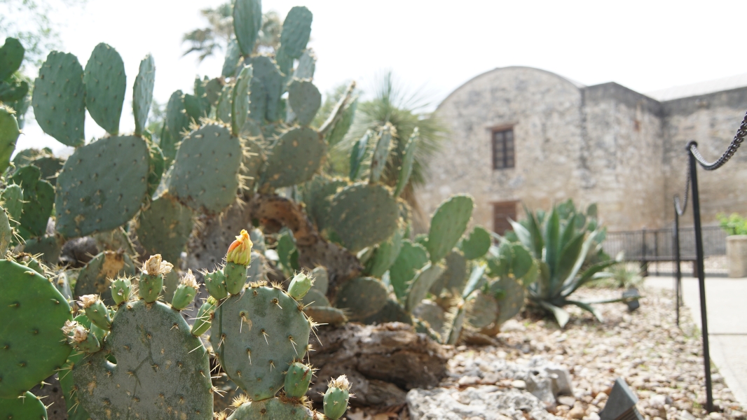 A bright yellow cactus flower blooms with a white stone building in the background