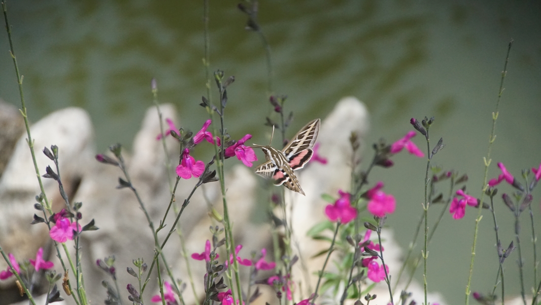 A brown moth with a pink flash on its lower wings attends to some blooming flowers