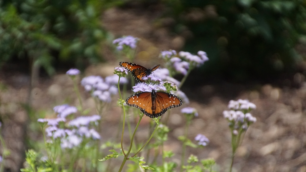 Two orange butterflies with black veins and white spots on their wings rest on lavender blooms