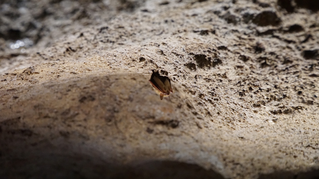A small bat about the size of a golf ball hangs from the stone ceiling of a cave 