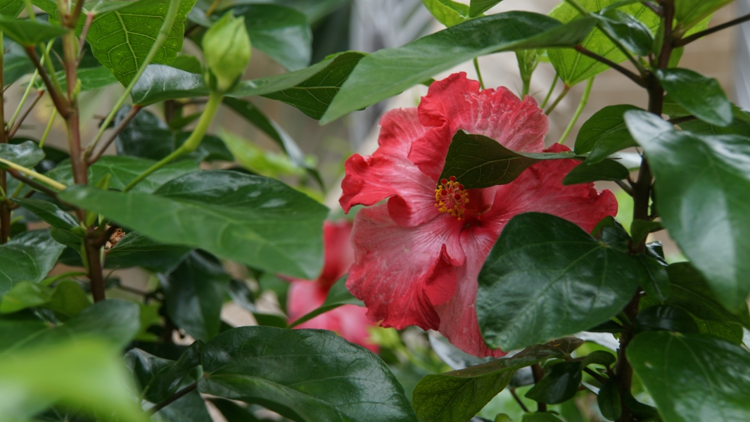 A red hibiscus bloom peaks between the green branches of neighboring plants