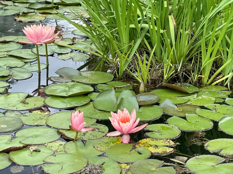 Lily pads float and flower in a small pond