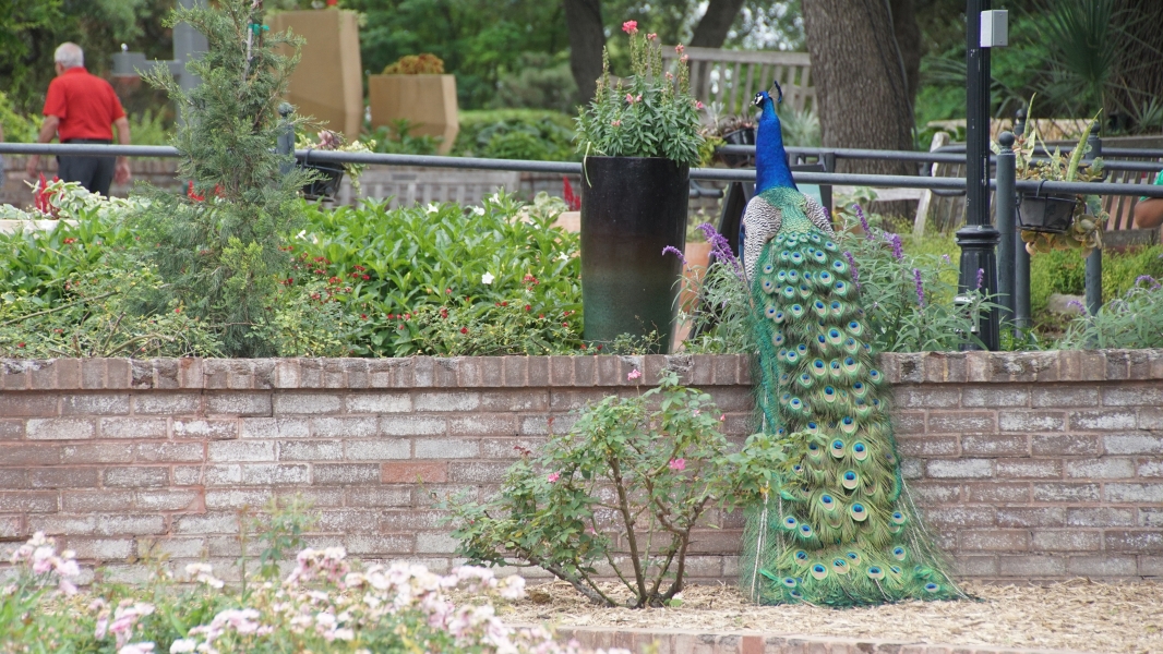 A peacock sits atop a short brick wall with its tail hanging down to the white gravel path below