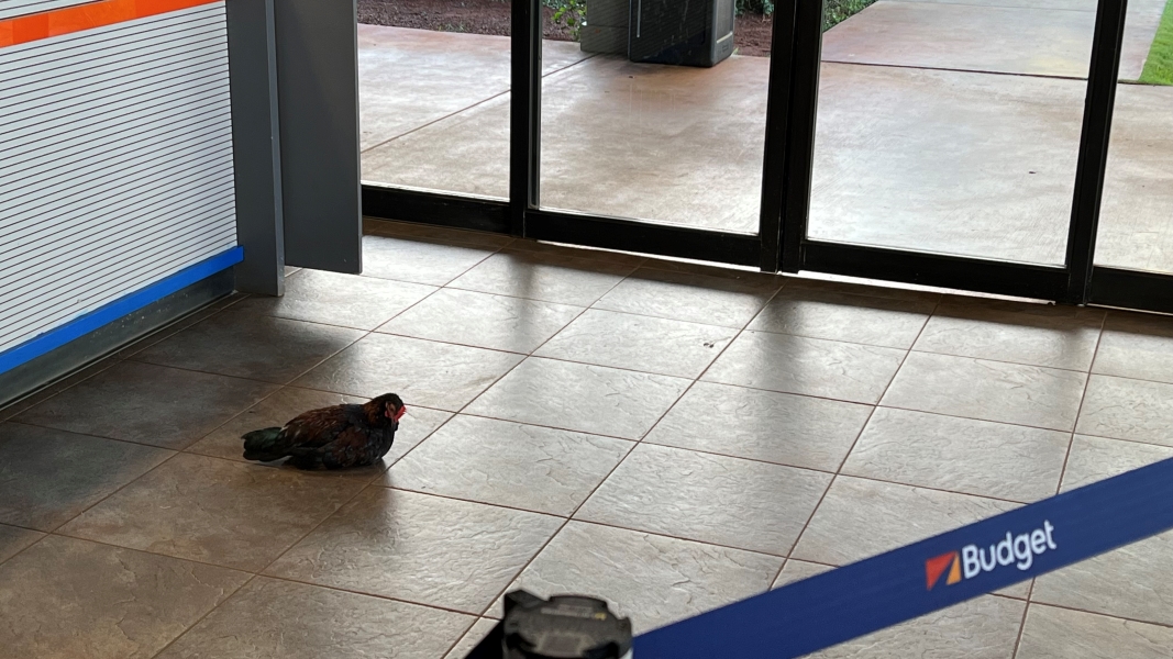 A chicken sits on the tiled floor in front of a counter inside a glass walled lobby