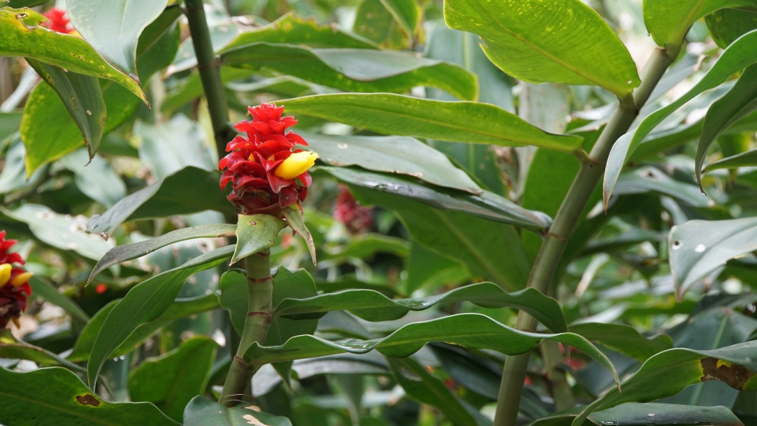 A yellow flower bud sticks out the side of a series of red leaves shaped like a pinecone at the end of a green stalk amongst large veined green leaves