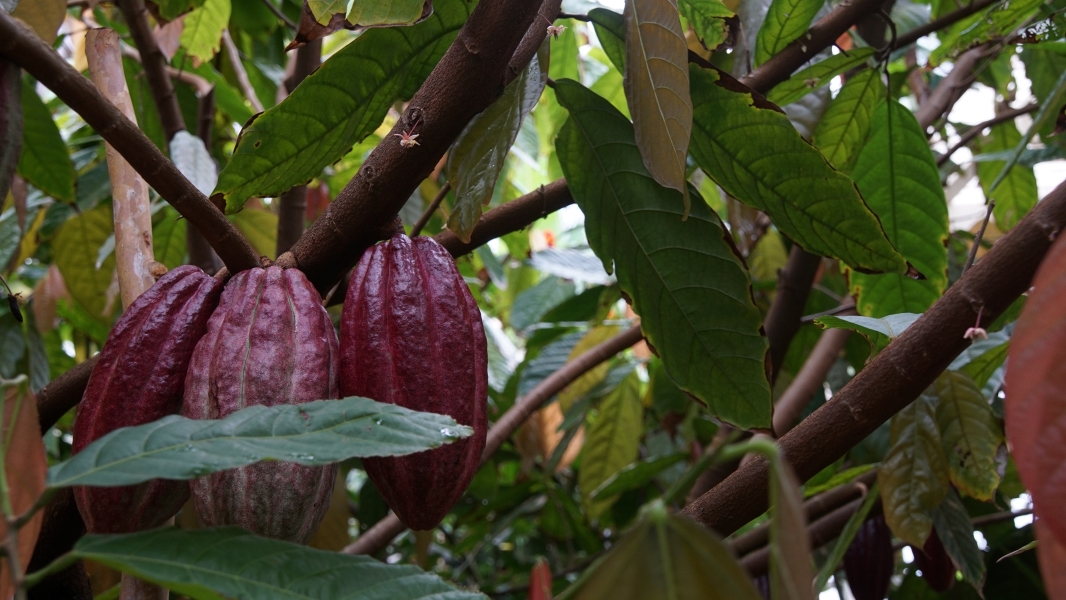 Reddish purple pods hang from a tree branch with a small flower nearby amongst veined jagged edges leaves of green and reddish-brown