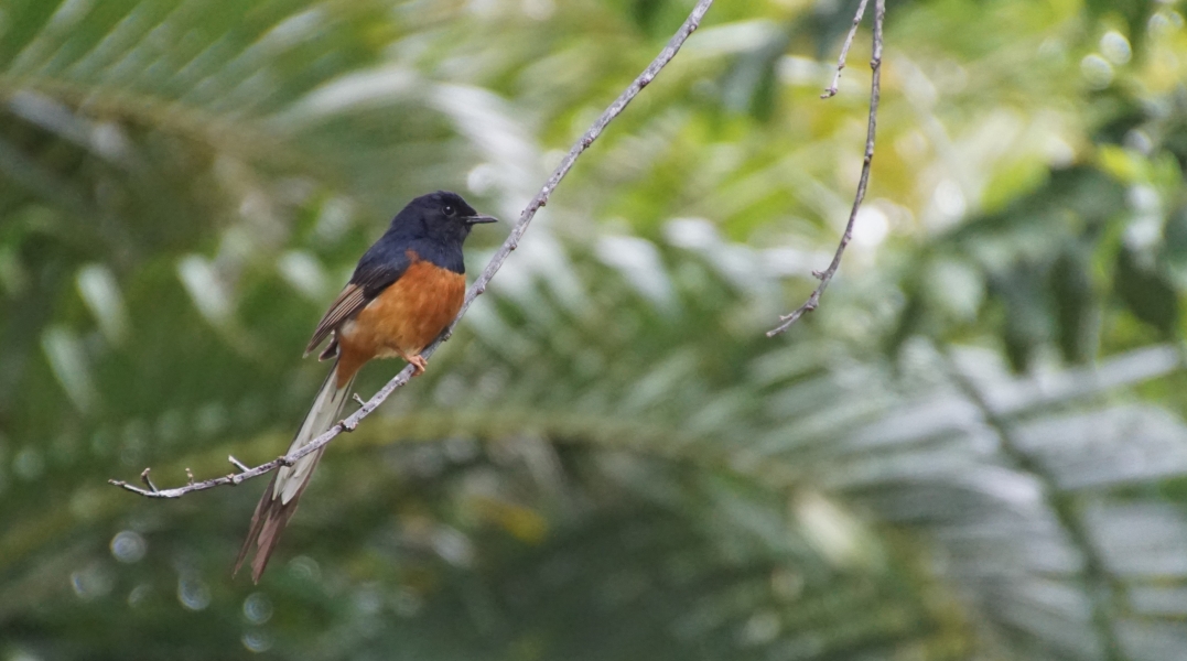 On a slim tree branch sits a bord with a black head, orange body, and a combination of long white and brown tail feathers