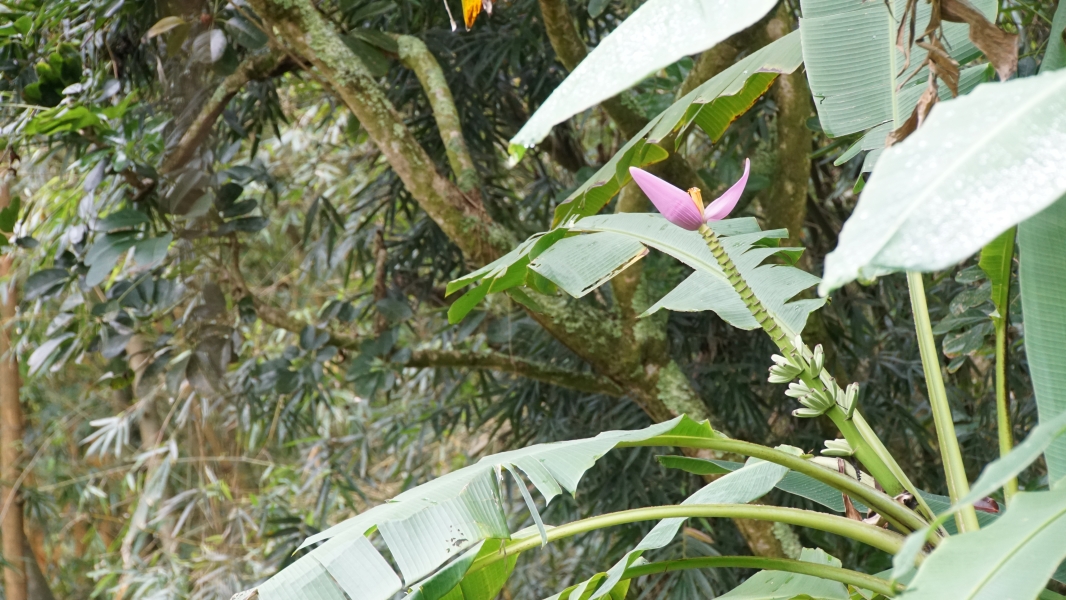 Large pinkish purple petals surround yellow blossom at the end of a long green stem with small sprouts sticking out among large green leaves with side-to-side veins that easily split
