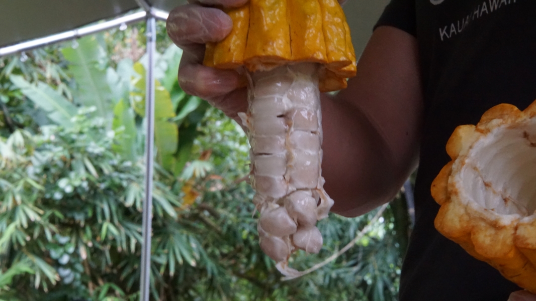 From a bright yellow hard ribbed pod hang white gel like pods